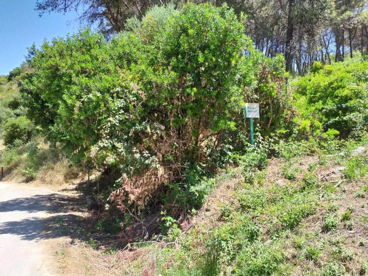 Apartmán Vivienda Majaceite El Bosque Exteriér fotografie